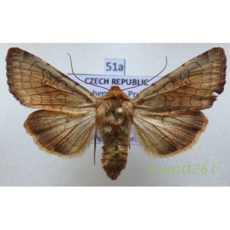 Sideridis lampra (Schawerda, 1913) Czech51a